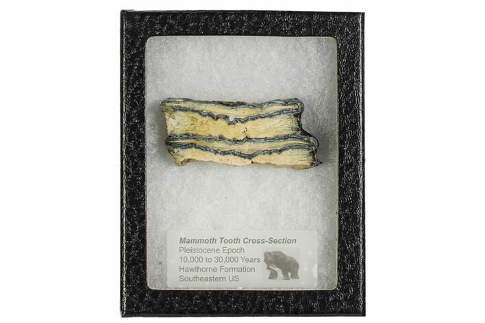 Mammoth Molar Slice With Case - South Carolina #106535